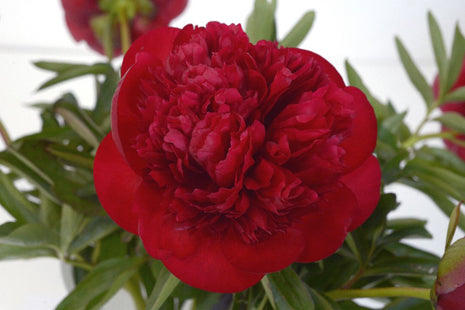 Paeonia 'Diana Parks'