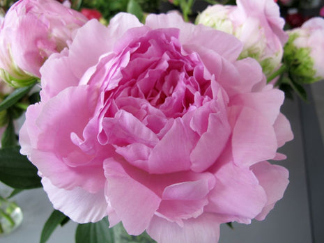 Paeonia (LD) 'Dinner Plate'