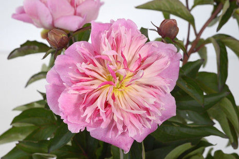 Paeonia (LD) 'Do Tell'