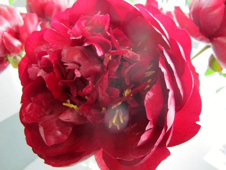 Paeonia (LD) "Buckeye Belle"