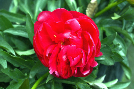 Paeonia 'Ellen Cowley'