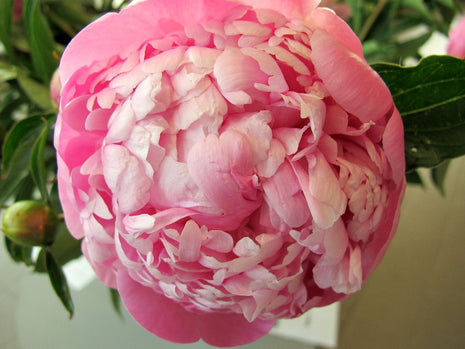 Paeonia (LD) 'Mme Emile Debatene'