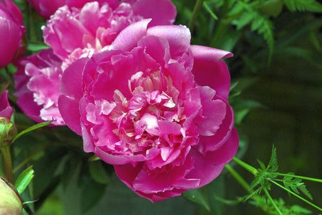 Paeonia (LD) 'Edulis Superba'