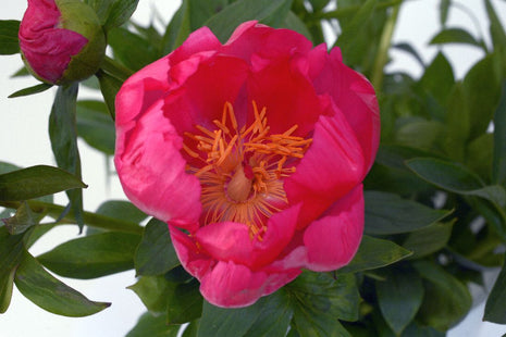 Paeonia (LE) 'Flame'