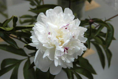 Paeonia (LD) "Festiva Maxima"