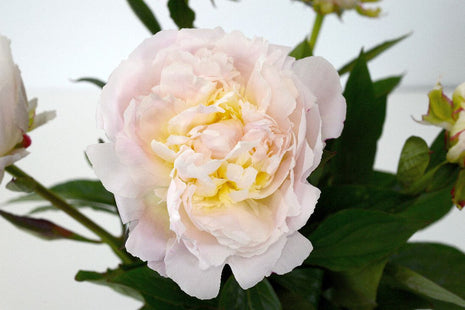 Paeonia "Florence Nicholls"