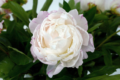 Paeonia (LD) 'Gardenia'