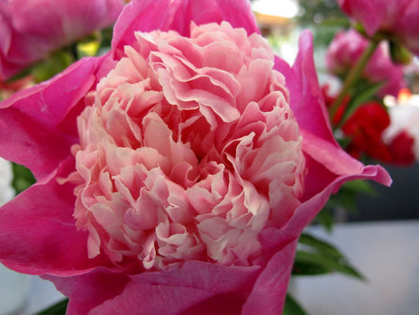 Paeonia 'Gay Paree'