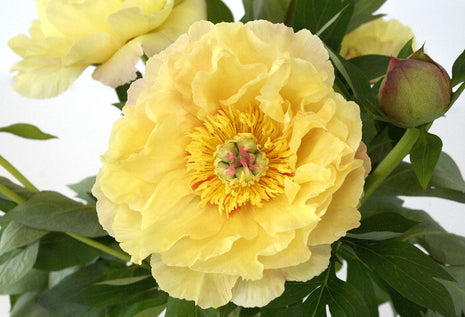 Paeonia "puutarha-aarre"