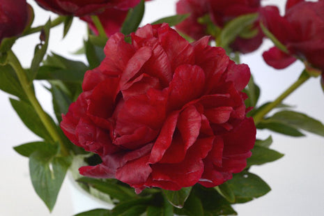 Paeonia (LD) "Henry Bockstoce"