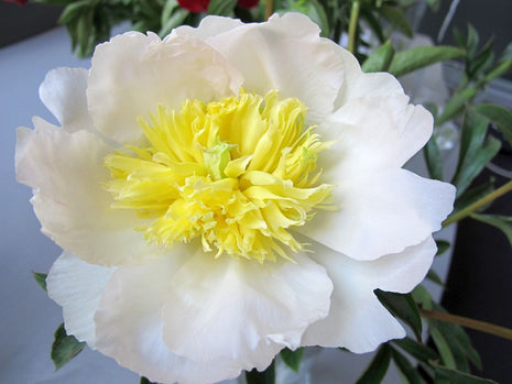 Paeonia (LD) 'Honey Gold'