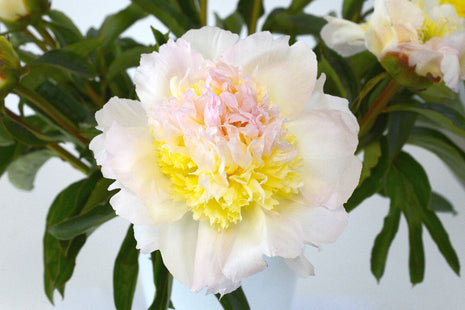 Paeonia (LD) "Honey Gold"