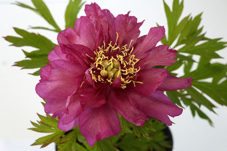 Paeonia 'Hillary'