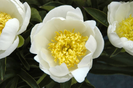 Paeonia (LE) "Jan van Leeuwen"