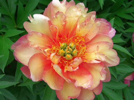 Paeonia "Julia Rose"