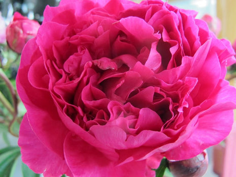 Paeonia (LD) 'Kansas'