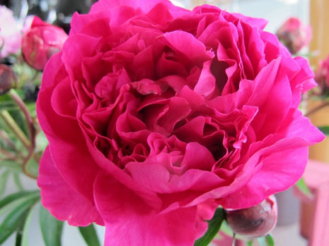 Paeonia (LD) 'Kansas'