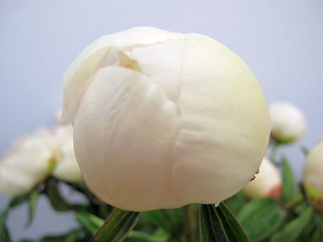 Paeonia (L) "rypistynyt valkoinen"