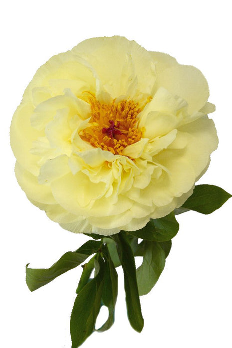 Paeonia 'Lemon Chiffon'