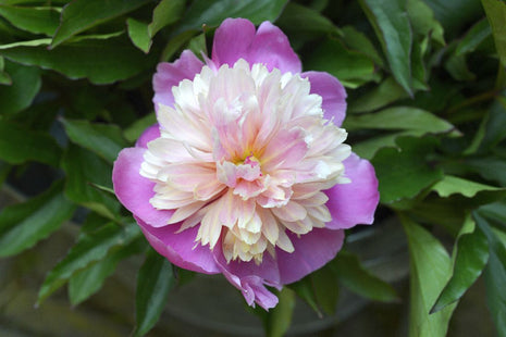 Paeonia "Lady Liberty"