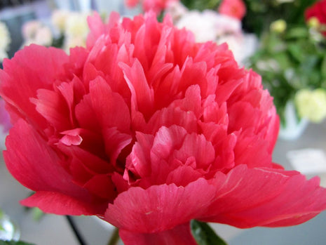 Paeonia 'Lorelei'