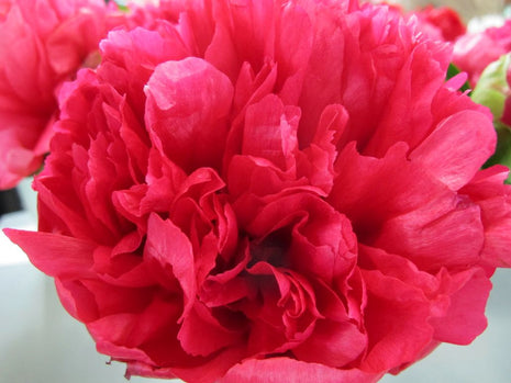 Paeonia "Marie Jo Legare"