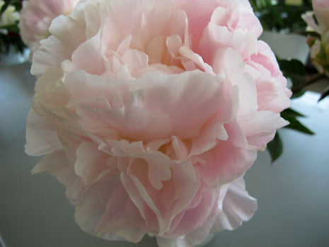 Paeonia "Kuukivi"