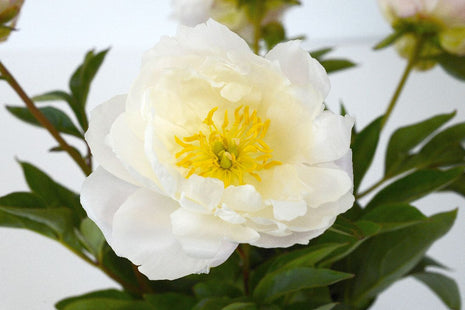 Paeonia 'Moonstone'