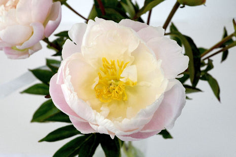 Paeonia (LD) "Margaret Truman"