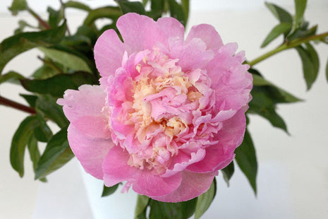 Paeonia "Petticoat Flounce"