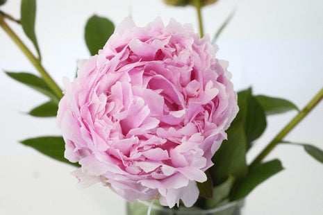 Paeonia (LD) "Pillow Talk"