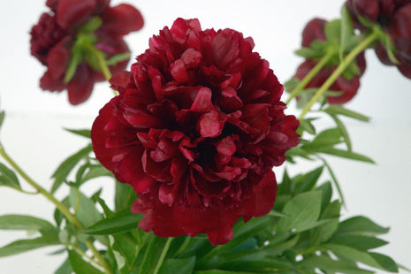 Paeonia (LD) 'Red Charm'