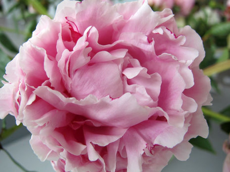 Paeonia (LD) 'Sarah Bernhardt'