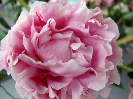 Paeonia (LD) "Sarah Bernhardt"