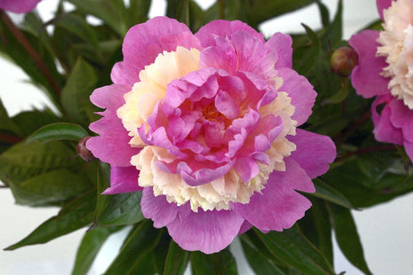 Paeonia (L) "sorbet"