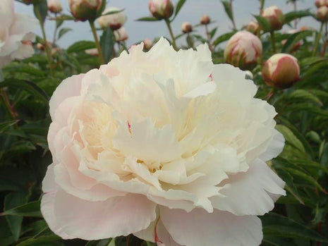 Paeonia (LD) "Shirley Temple"