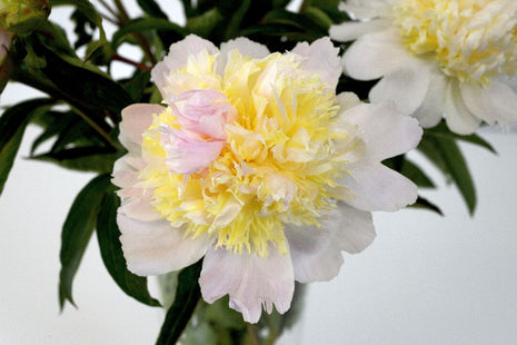 Paeonia (LD) 'Top Brass'