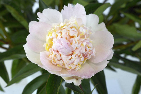 Paeonia (LD) 'Top Brass'