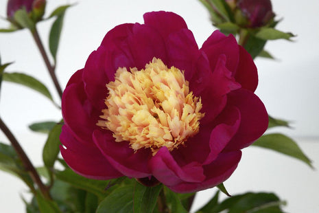 Paeonia 'White Cap'