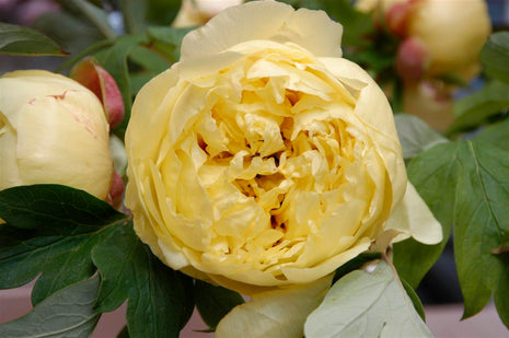 Paeonia 'Yellow Crown'