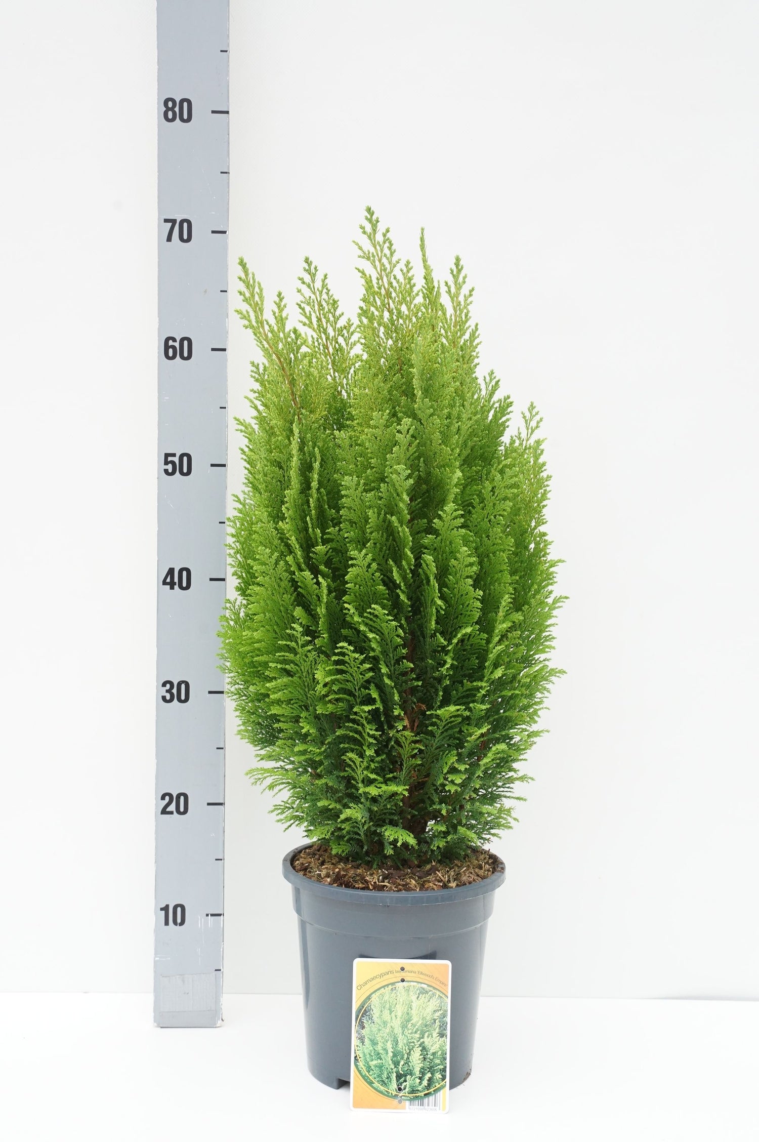 Ädelcypress l. &