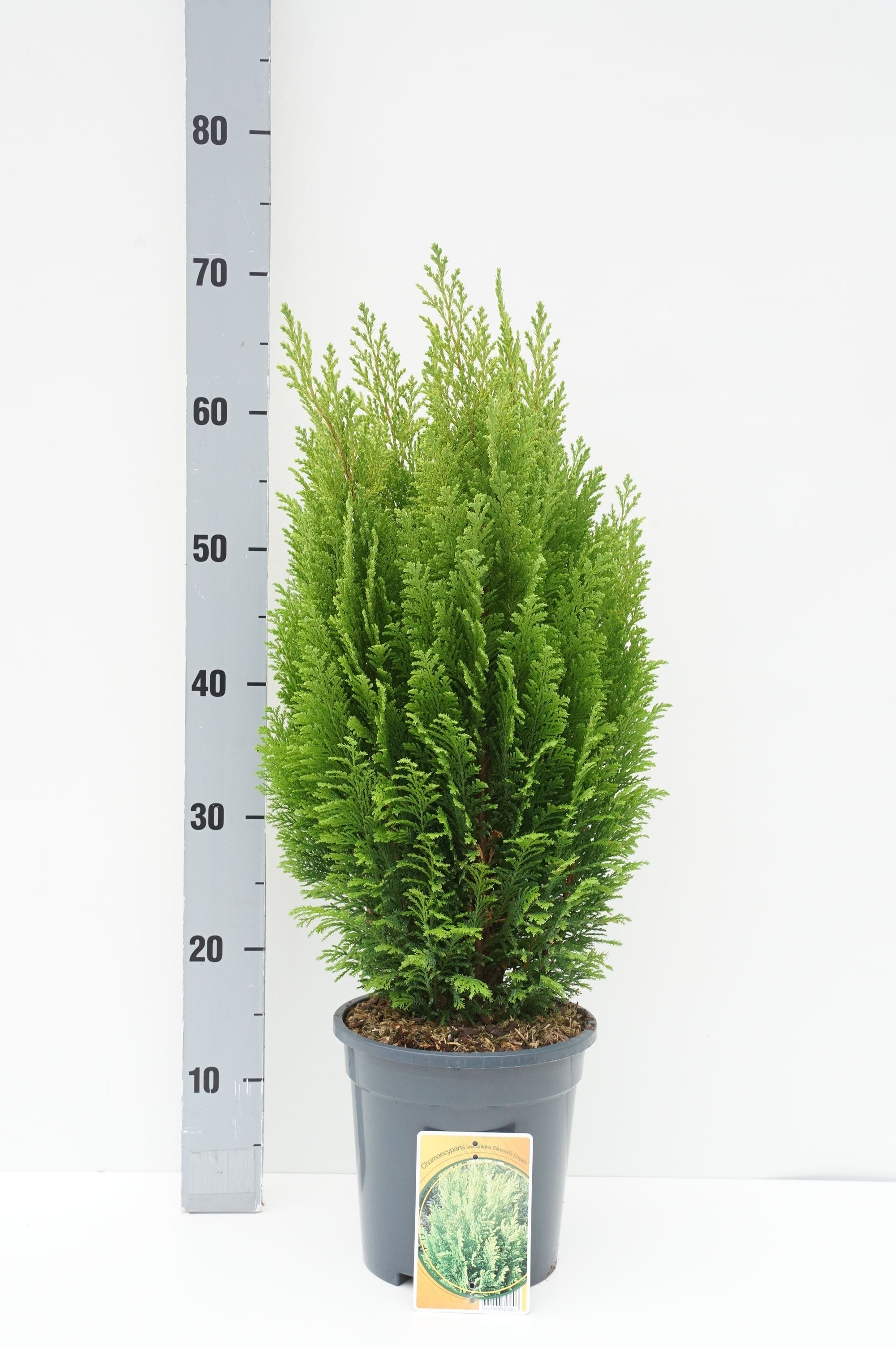 Ädelcypress l. &