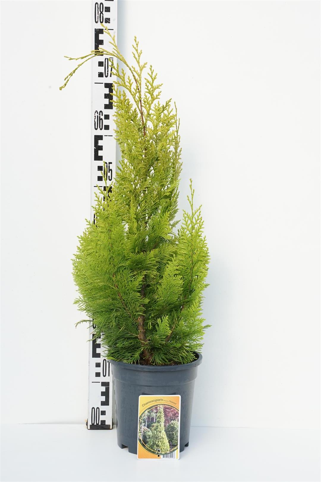Ädelcypress l. &