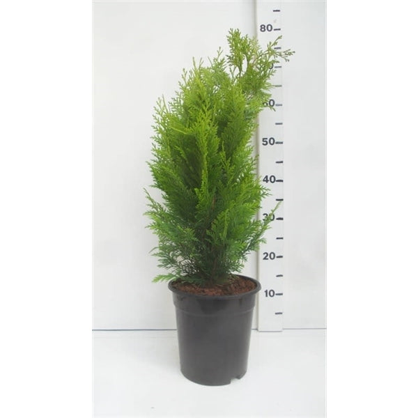 Ädelcypress l. &