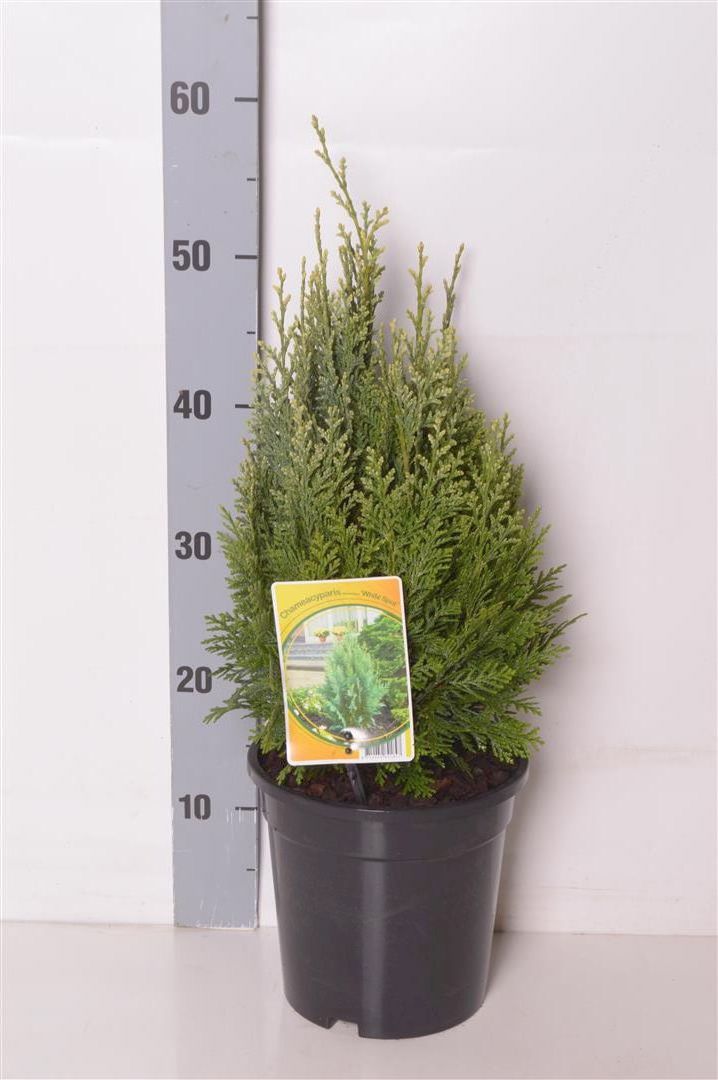 Ädelcypress l. &