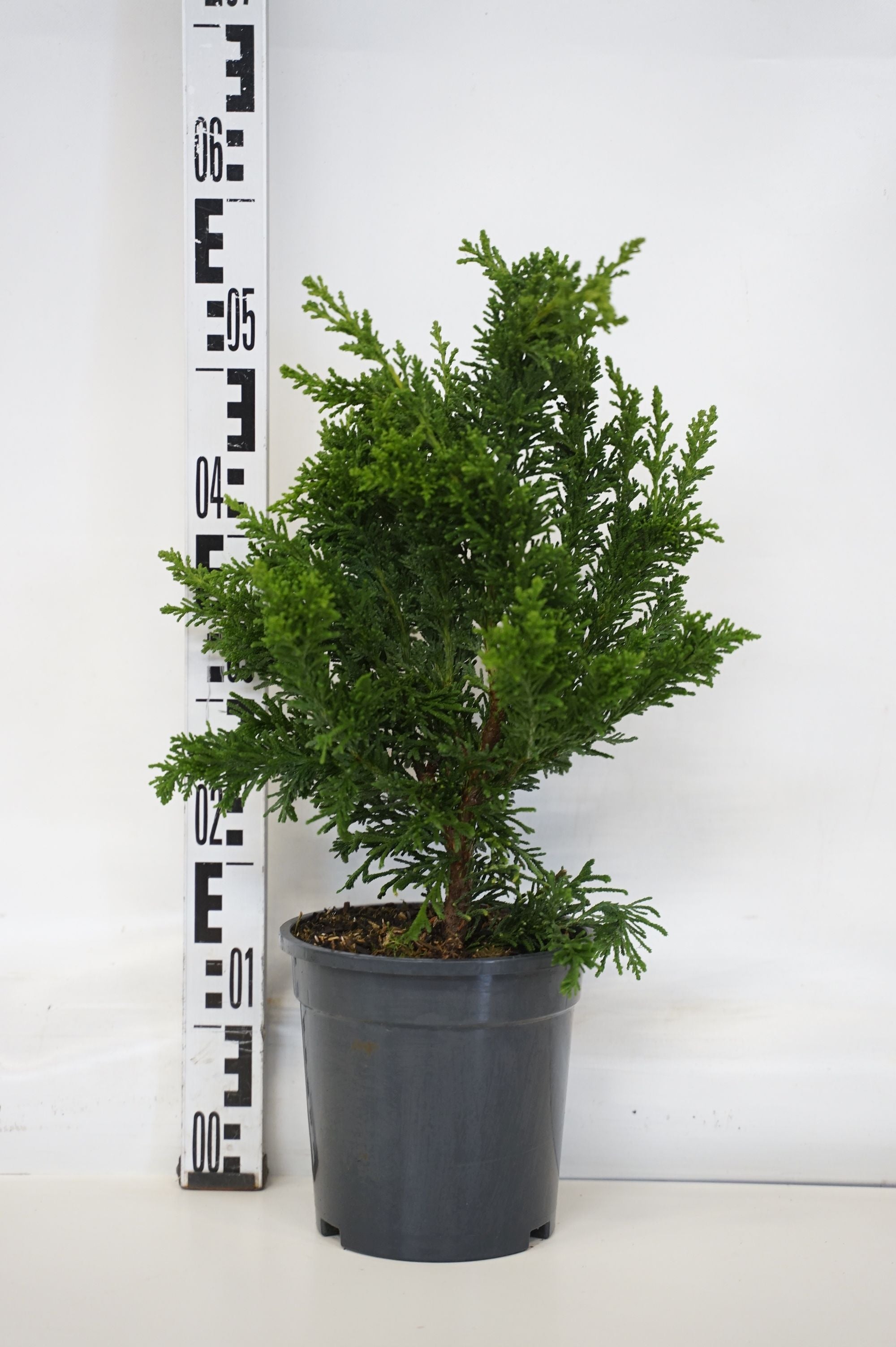 Ädelcypress o. &