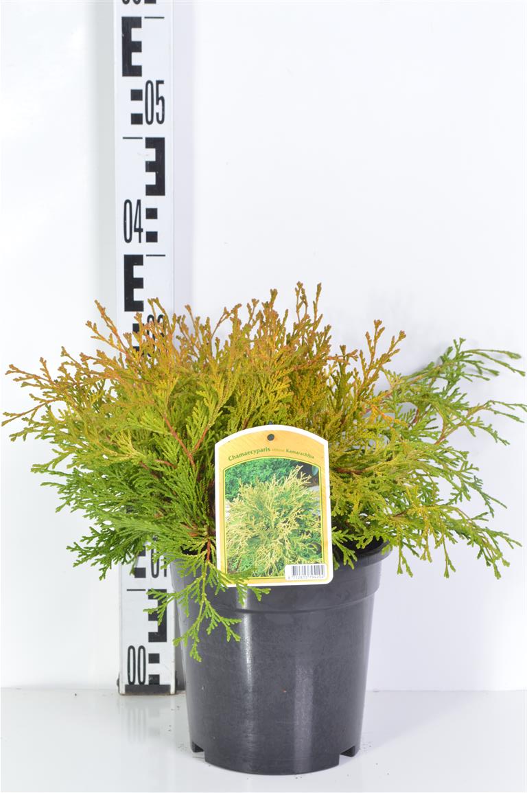 Ädelcypress o. &