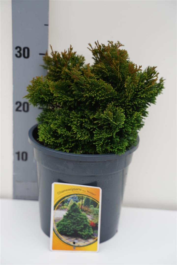 Ädelcypress o. &