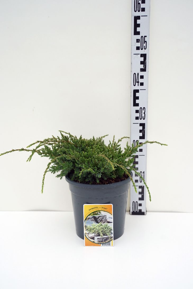 Juniperus squamata &