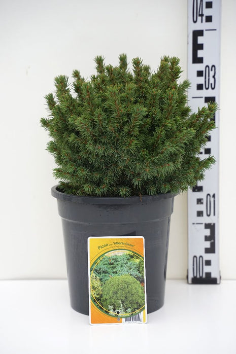 Picea gl. "Alberta Globe"